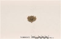 藏品(雪花衣屬)的圖片